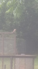 Cardinalis cardinalis