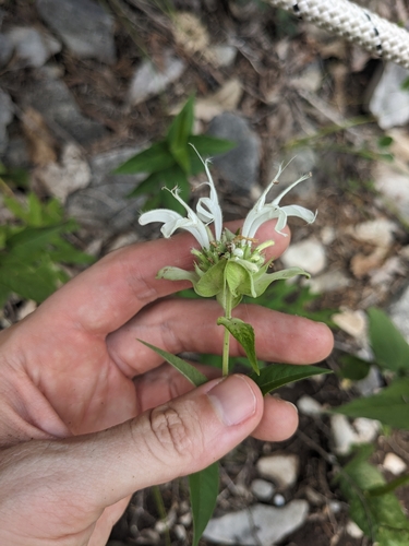 mintleaf bergamot (Monarda fistulosa)
