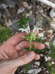 Monarda fistulosa