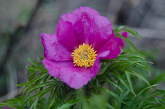 Paeonia