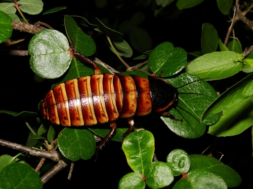 Dwarf Hisser