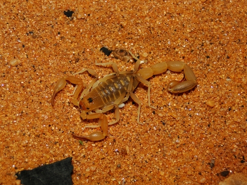 Teruelius bistriatus