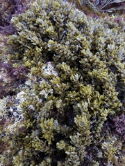 Sargassum agardhianum