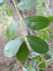 Zanthoxylum flavum, photograph (c) Kurt Miller, some rights reserved (CC BY-SA)