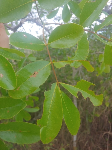 Zanthoxylum flavum, photograph 4