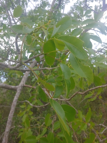 Zanthoxylum flavum, photograph 5