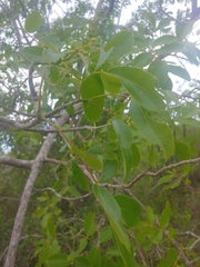 Zanthoxylum flavum, photograph (c) Kurt Miller, some rights reserved (CC BY-SA)