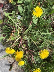 Taraxacum officinale