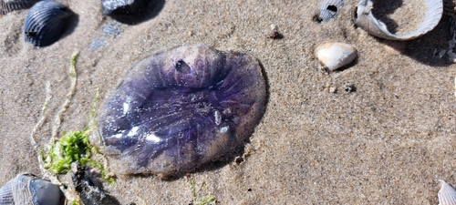 Blue Jelly, 1796 De Koog, Nederland, photo 8 of 10
