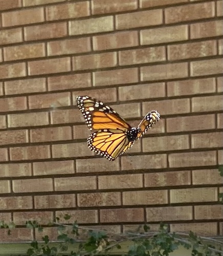 Monarch photographed in Idaho
