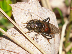 Chalcosyrphus libo