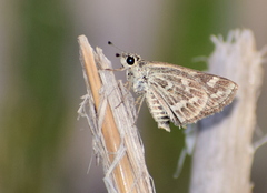 Taractrocera maevius