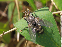 Tachinomyia