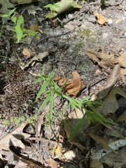 Dichanthelium implicatum, photograph (c) diana schwartz, some rights reserved (CC BY)