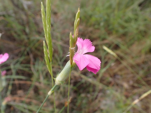 Image of Dianthus virgineus by (c) Franck Cabot, some rights reserved (CC BY)