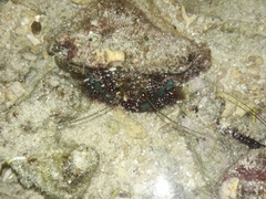 Dardanus guttatus