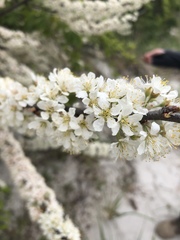 Prunus maritima