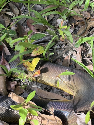 Water Python sighting