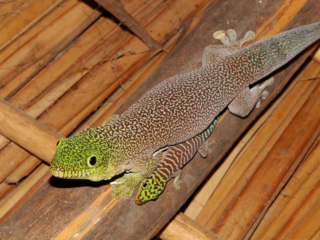 Gecko diurne géant de Standing (Phelsuma standingi)