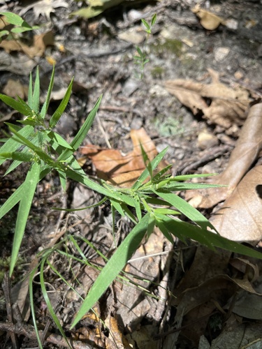 Dichanthelium implicatum, photograph 6