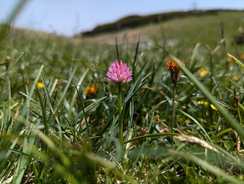 Austrian gymnadenia (Gymnadenia archiducis-joannis)