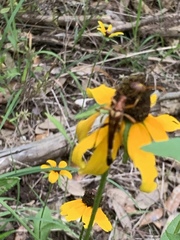 Strangalia virilis