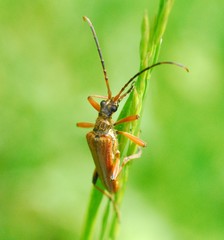 Stenocorus meridianus