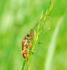 Stenocorus meridianus