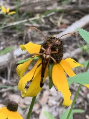 Strangalia virilis