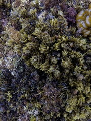 Sargassum agardhianum
