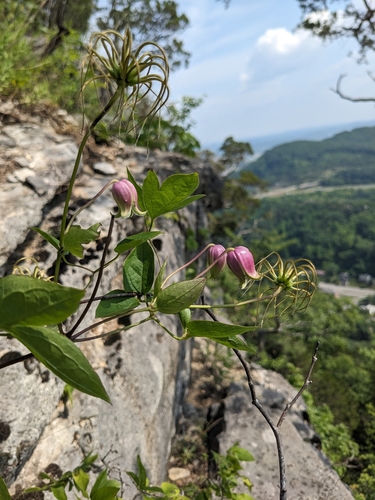 Image of Clematis viorna by (c) Alaina Krakowiak, some rights reserved (CC BY)