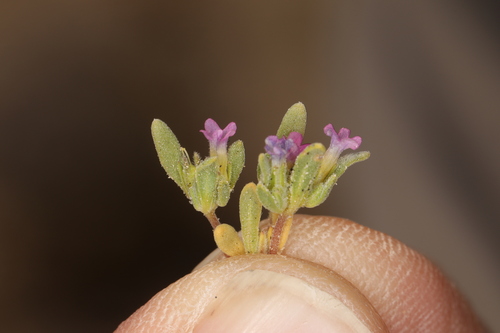 Image of Nama depressa by (c) Steve Matson, some rights reserved (CC BY)