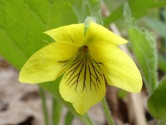 Viola pubescens