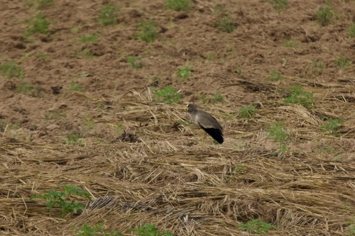 Senegalkiebitz (Vanellus senegallus)