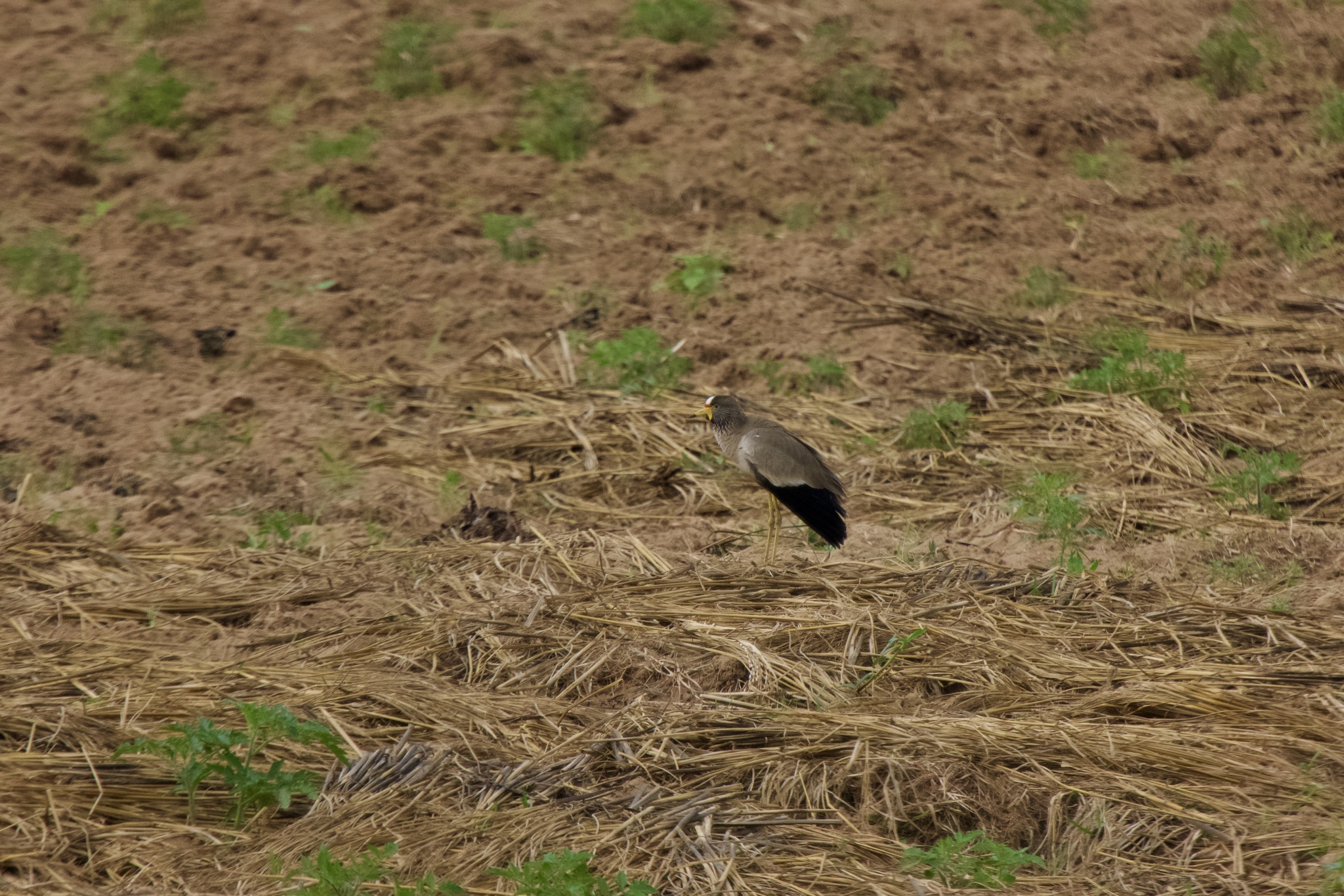 Wattled Lapwing (Vanellus senegallus)