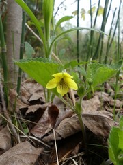 Viola pubescens