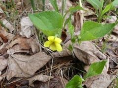 Viola pubescens
