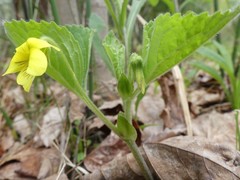 Viola pubescens