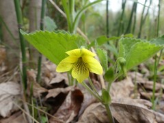 Viola pubescens