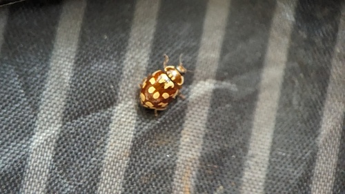 18-spot Ladybird, Noordwijk, Nederland, photo 6 of 10