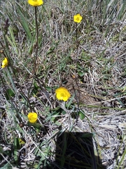 Ranunculus peruvianus