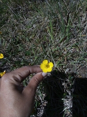 Ranunculus peruvianus