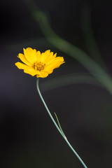 Thelesperma filifolium