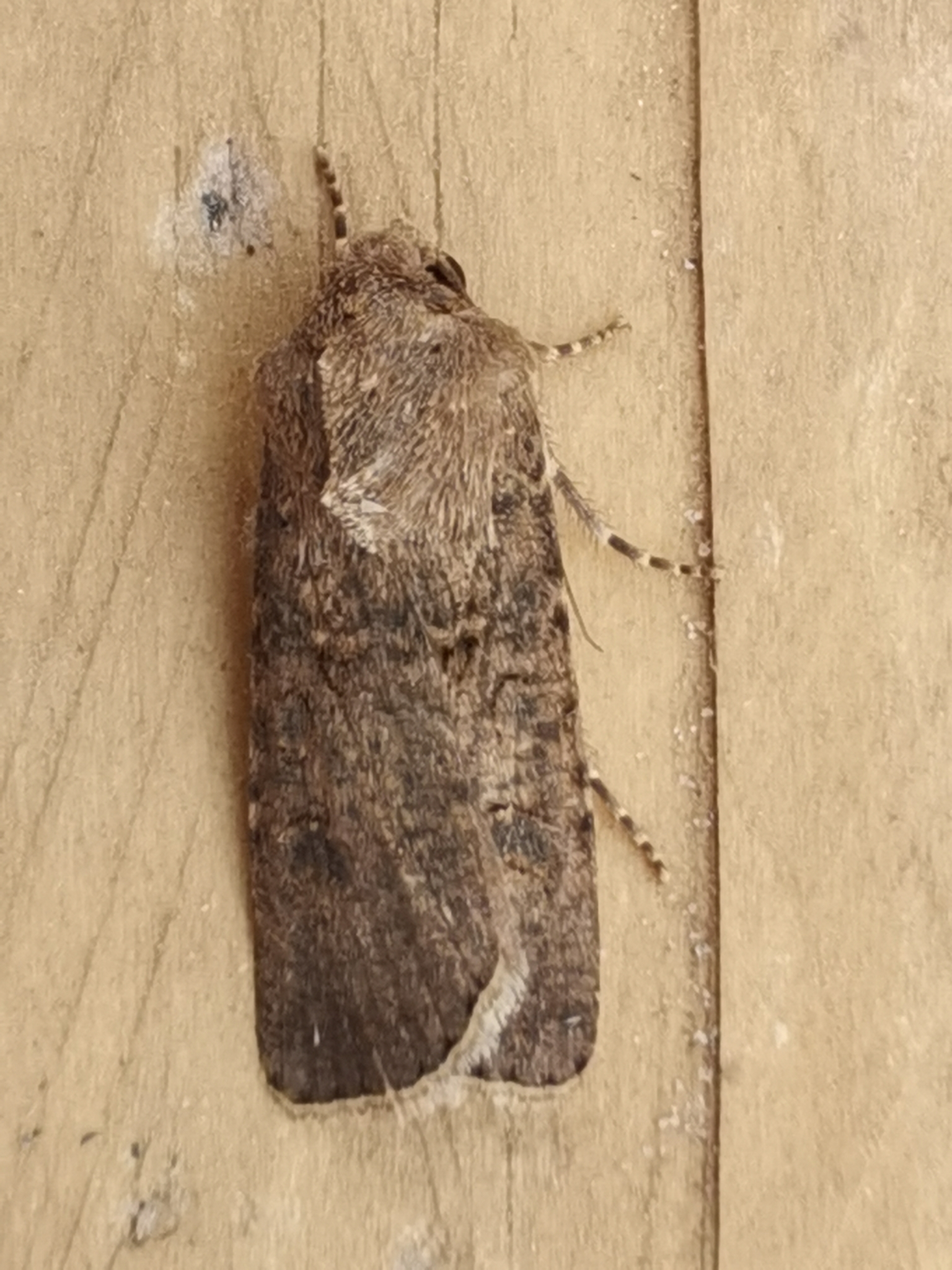 Agrotis segetum