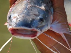 Lince Catfish photo 2