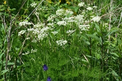 Meum athamanticum