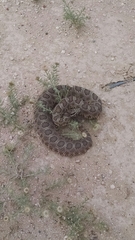 Sistrurus tergeminus