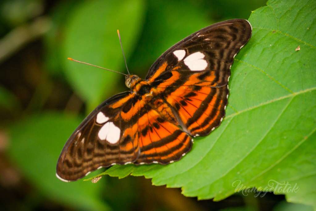 Athyma libnites