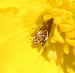 Glyphipterix simpliciella
