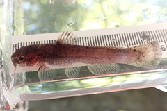 Speckled Madtom photo 3
